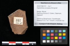Foto (Objekt + Etikett) von Glyptostrobus europaeus Brongniart (NHMW-GEO-2024-0188-0157)